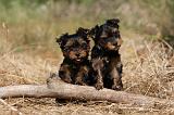 YORKSHIRE TERRIER 491
